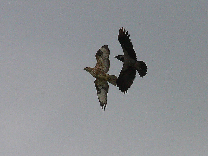 Battaglia in volo